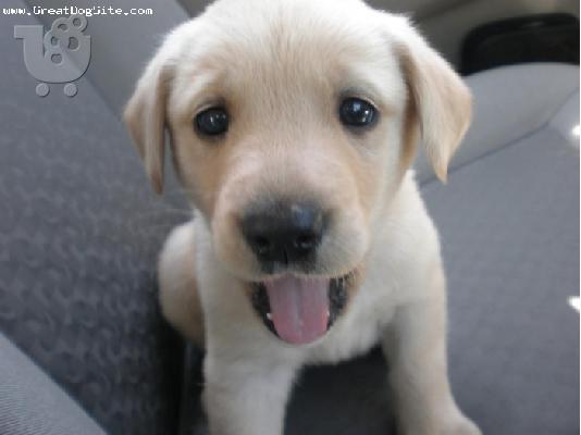 Labrador retriever Λαμπραντόρ
